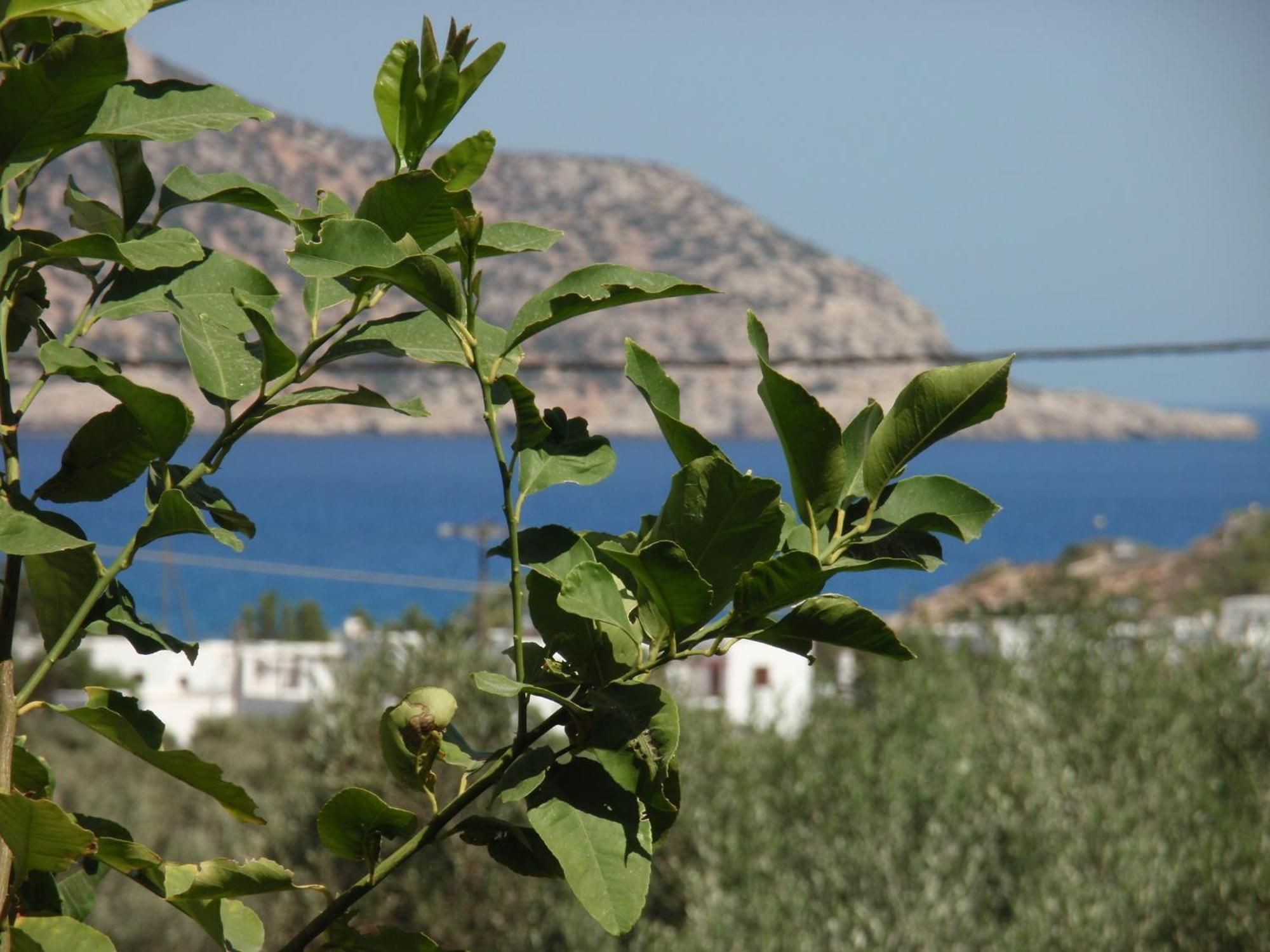 Ξενοδοχείο&Επιπλωμένα Διαμερίσματα Βαρδές Αμμοοπή Εξωτερικό φωτογραφία